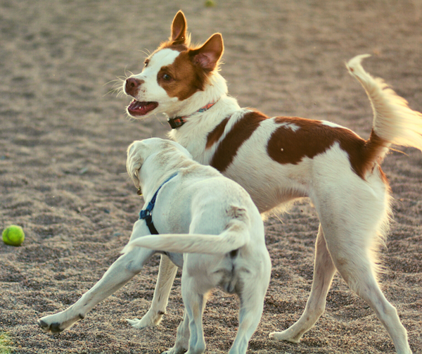 two dogs playing in dog park