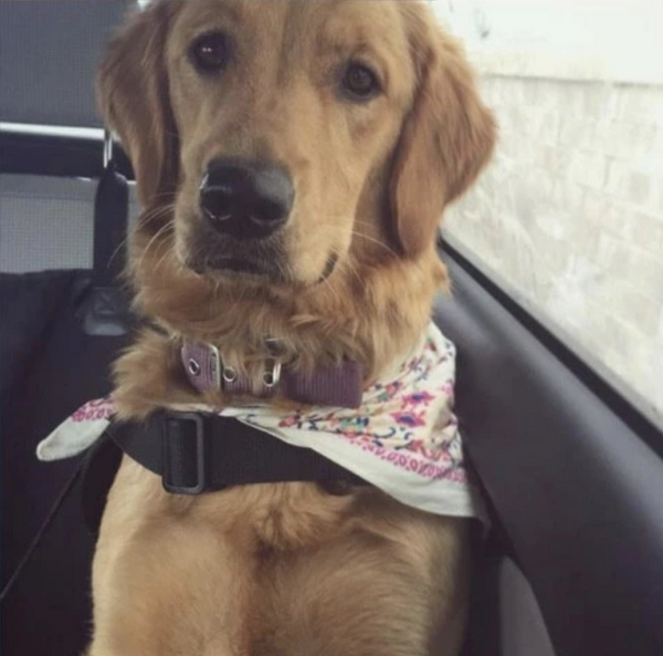 diabetes alert dog golden retriever sitting in car