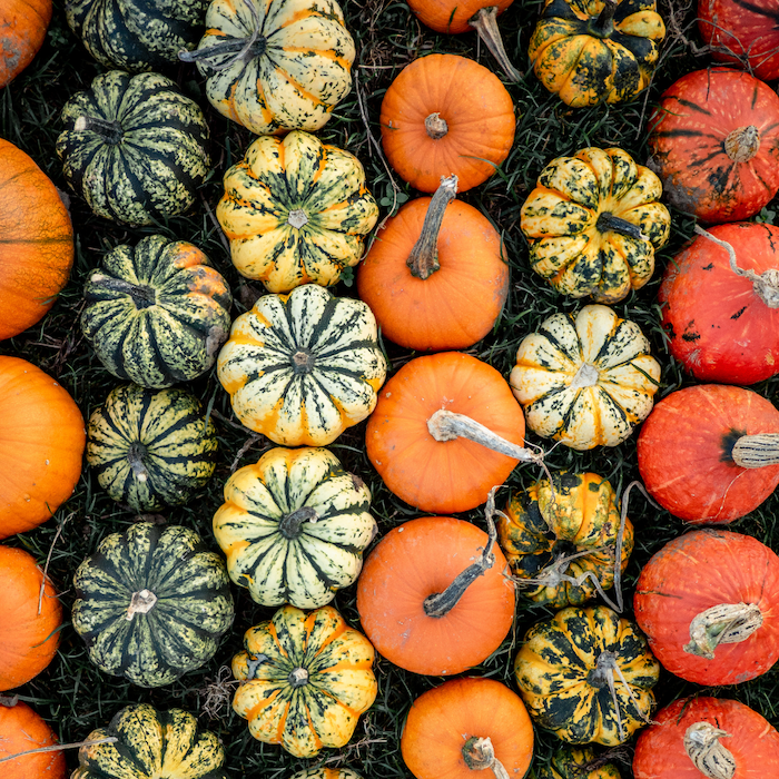 various pumpkins in patch