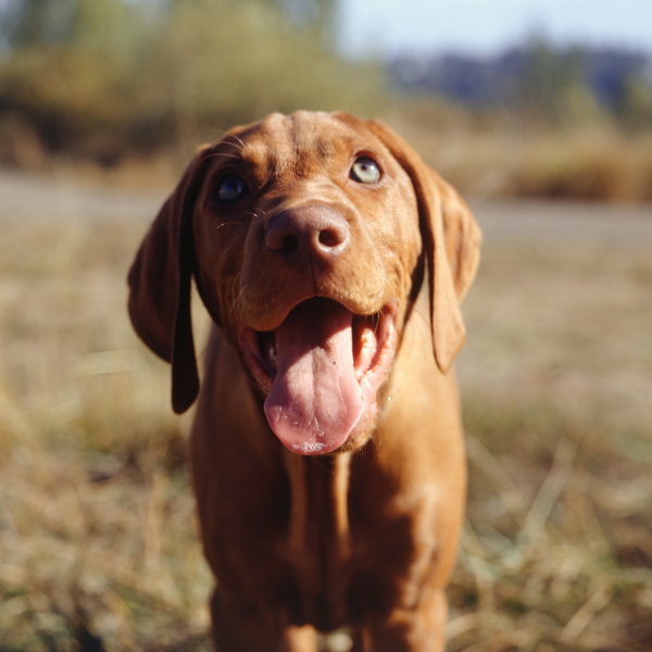 smiling vizsla puppy