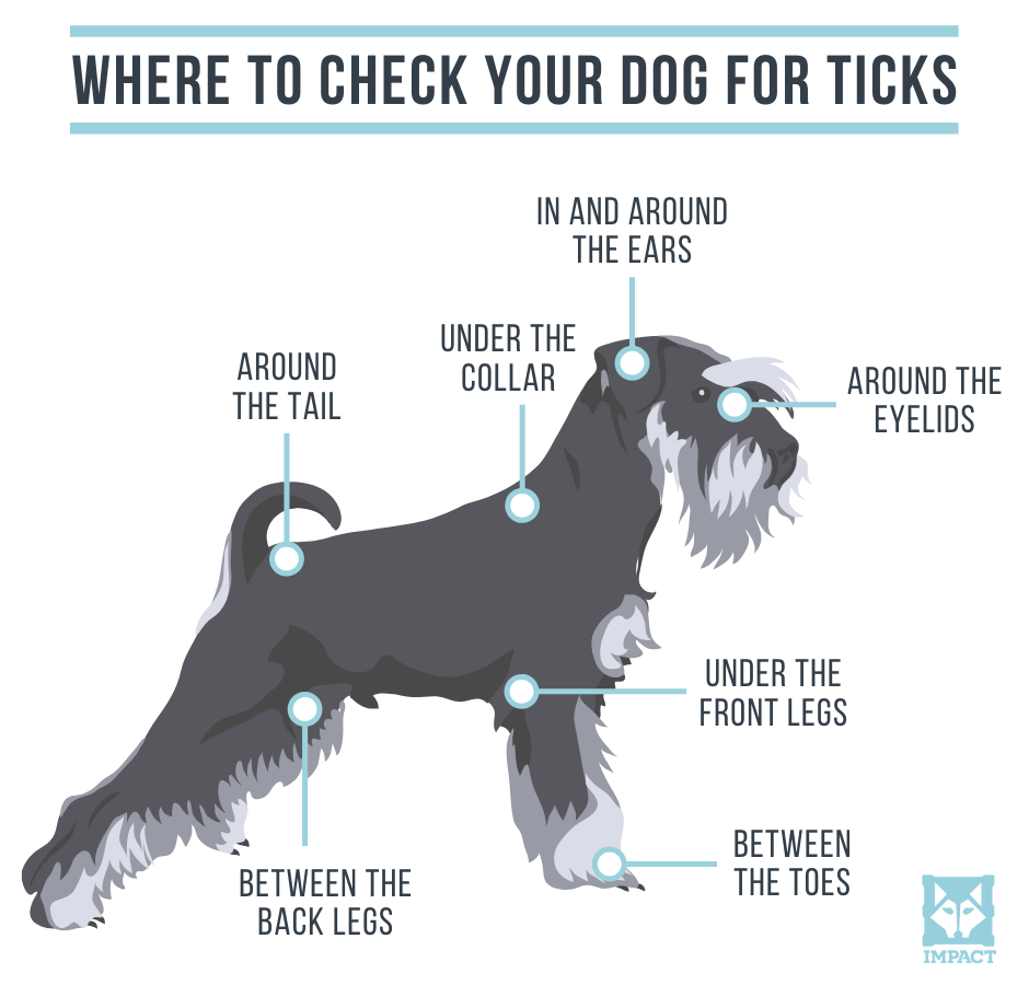 where to check your dog for ticks