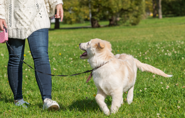 white puppy on leash walking in grass