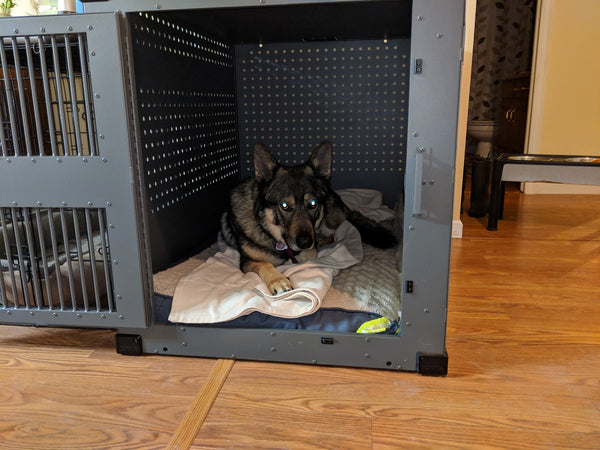 wolf dog hybrid relaxing in escape proof dog crate