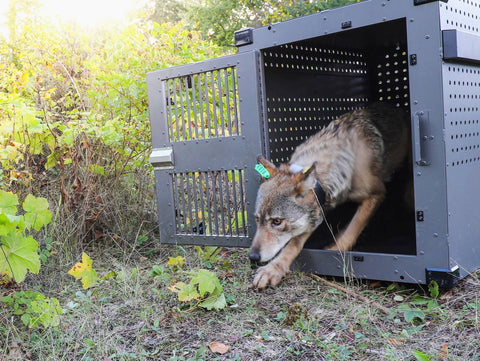 wolf rehabilitated and returned to wild shown in high anxiety impact dog crate during release