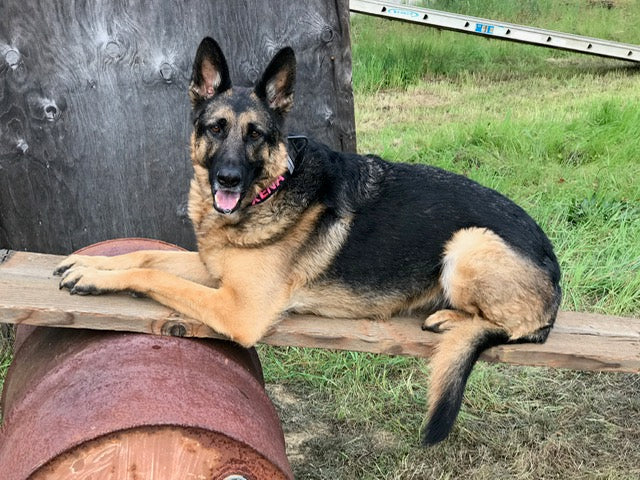 german shepherd training