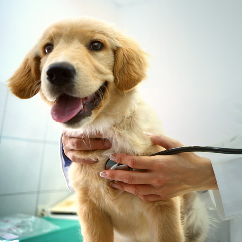 yellow labrador retriever puppy at veterinarian for check up