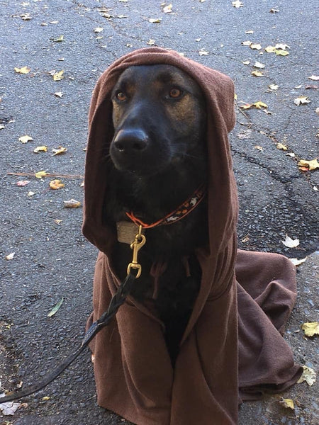 star wars dog