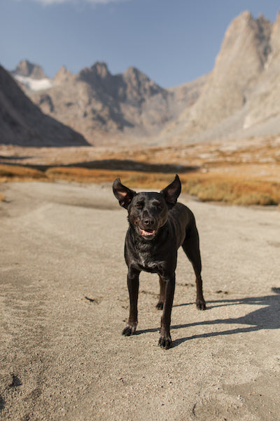 dog smiling with wind blowing ears