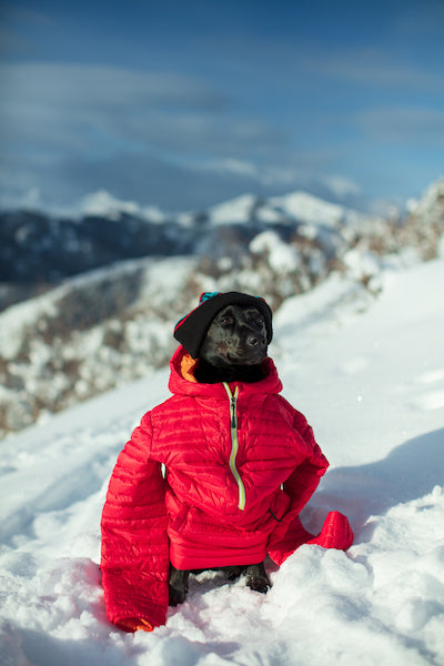 yuki dog wearing red jacket and beanie sitting in snow