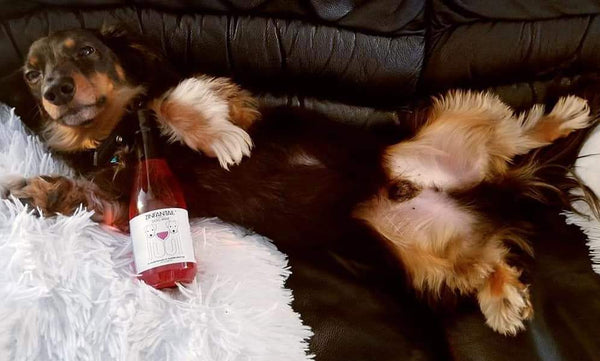 dog modeling the zinfantail dog wine