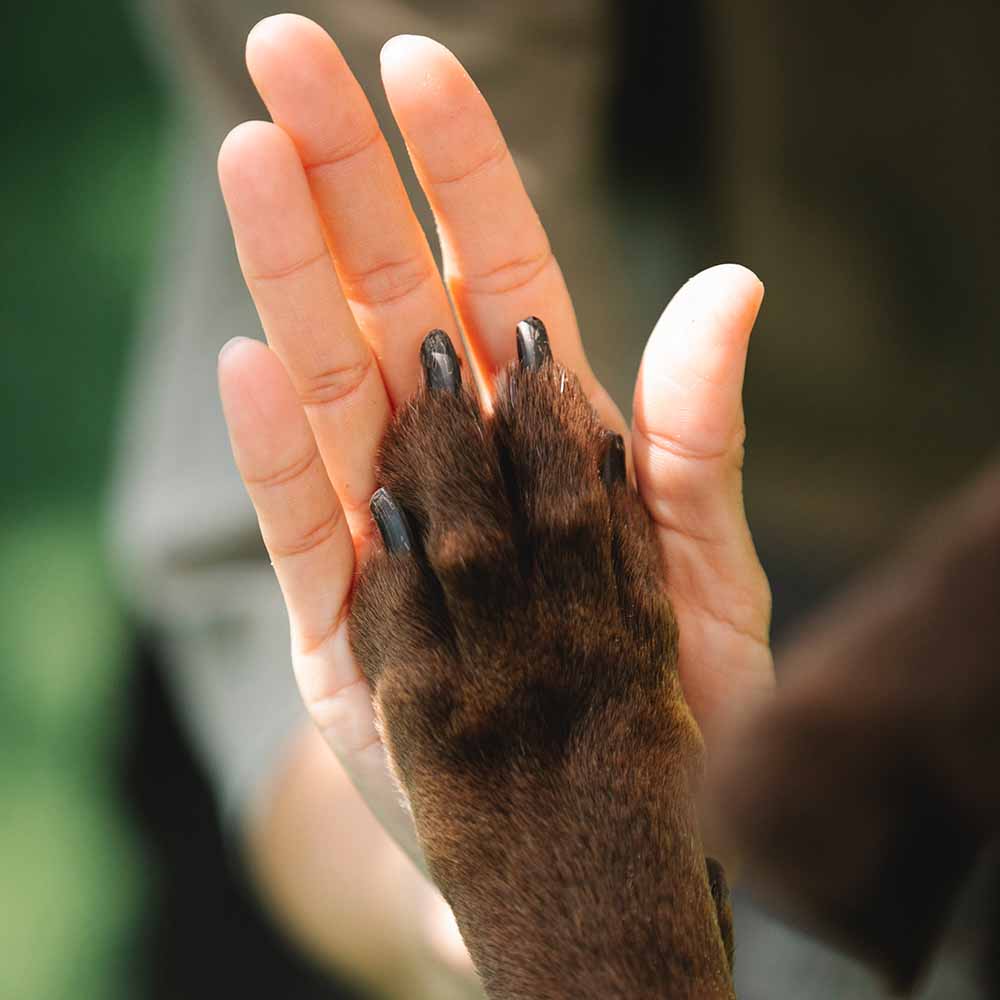 Dog's paw in its owner's palm.