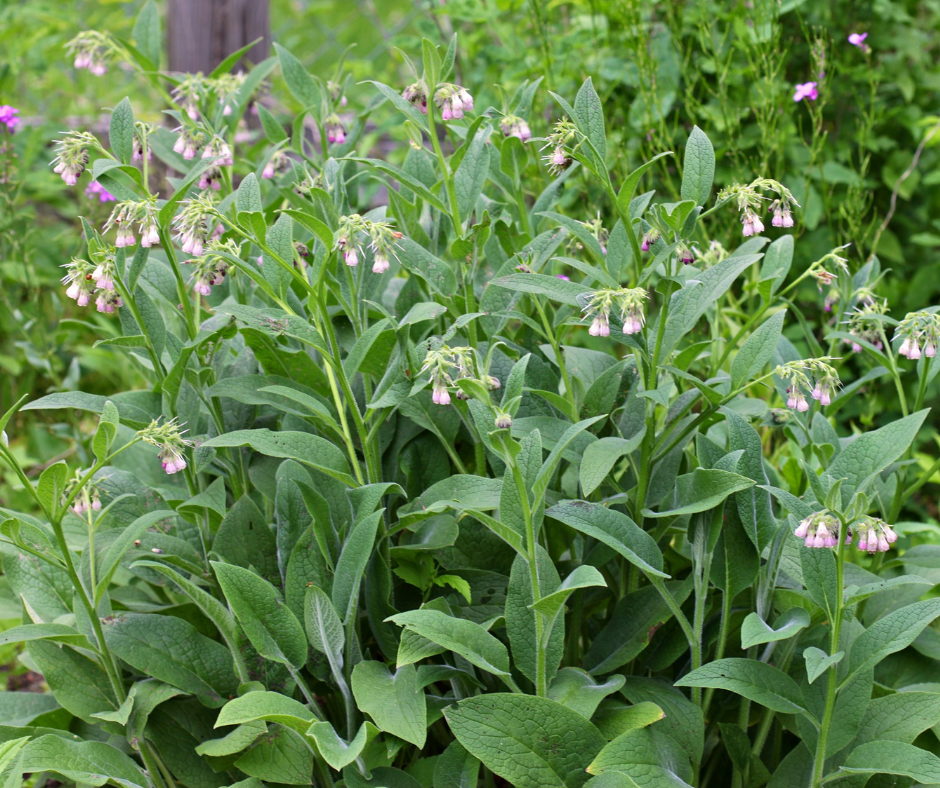 Comfrey Garden Plant Herb Symphytum officinale Uplandica