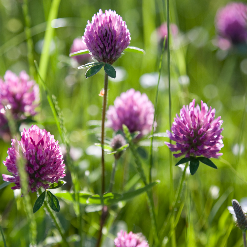 Red clover trifolium pratense for hormonal balance menstrual cycle