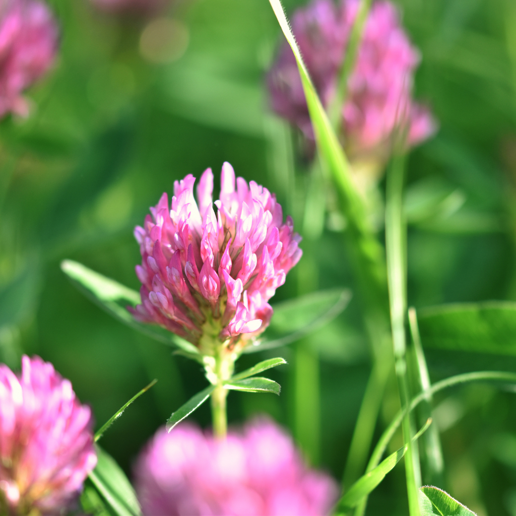 Red clover trifolium pratense for hormonal balance menstrual cycle