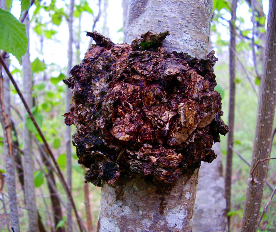 Chaga (Inonotus obliquus) Mushroom on Birch Tree