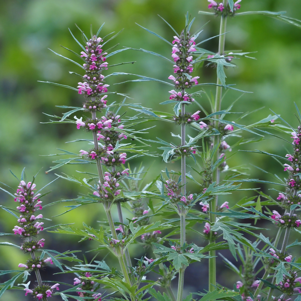 Motherwort leonurus cardiaca flowers and leaves for menstrual health hormone balance