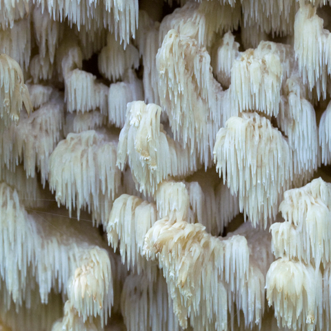 Fresh lion's mane mushroom Hericium erinaceus