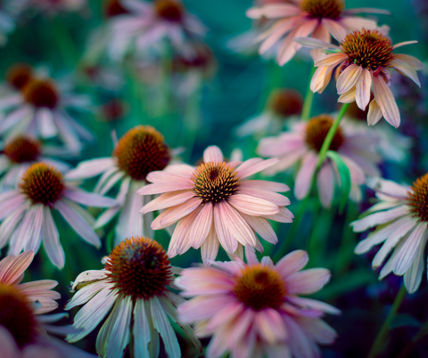 Echinacea Flower