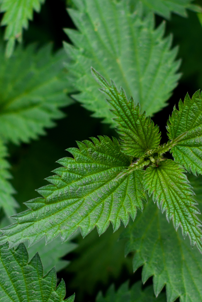 Stinging nettles (Urtica dioica) for hormone health