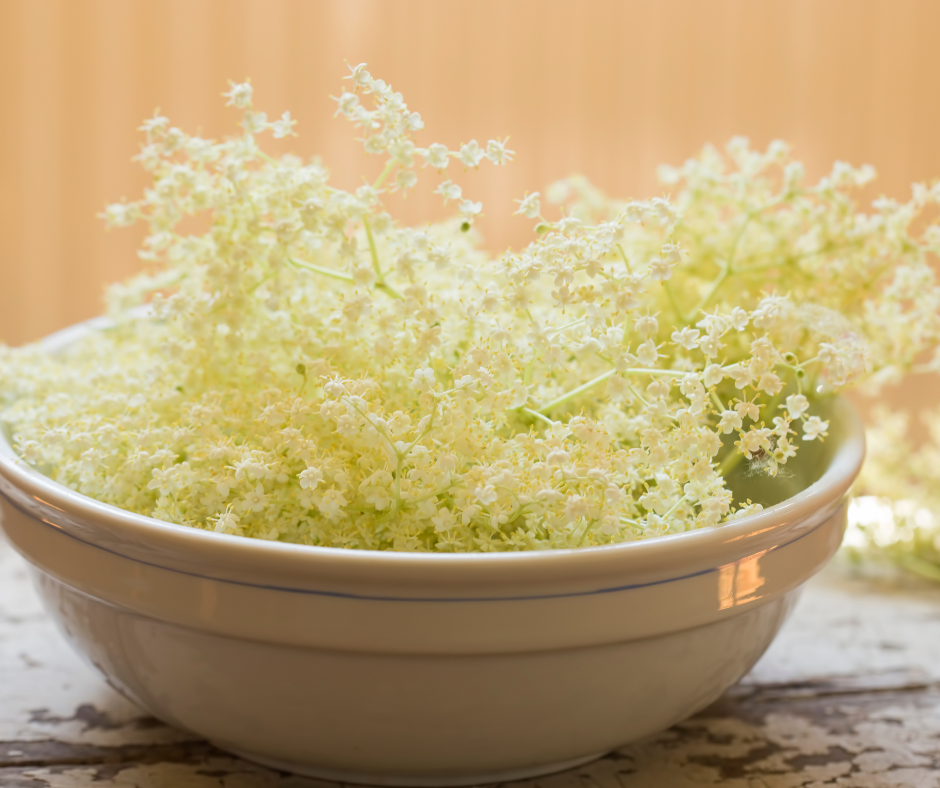 Elderflower Sambucus nigra or canadensis