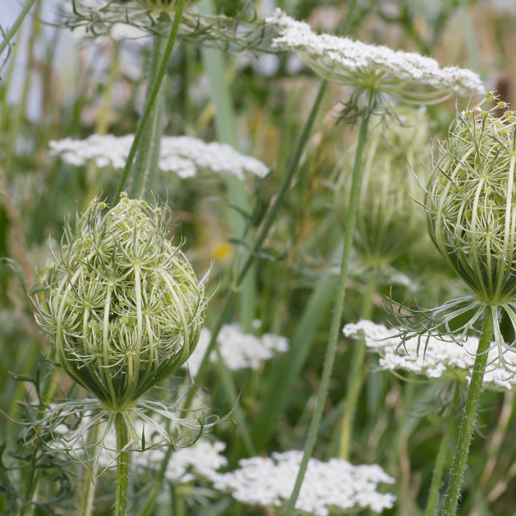 Daucus carota wild carrot seed flower