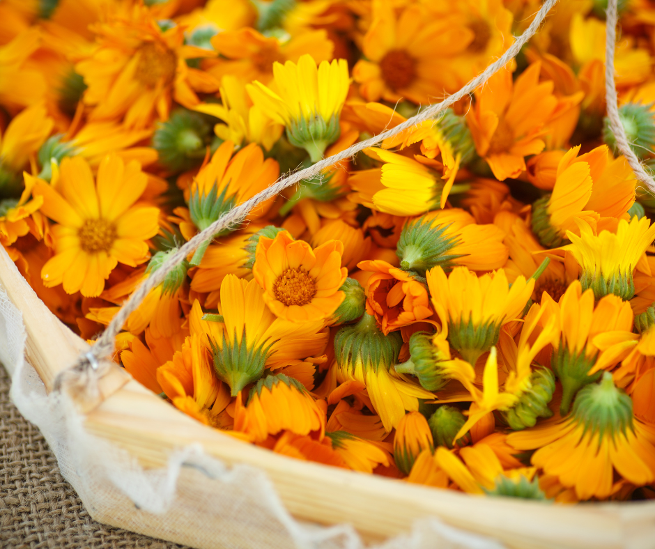 Calendula officinalis Blossom Herb Flower Petals Marigold