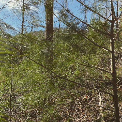 White Pine Tree (Pinus strobis)