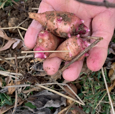 Jerusalem Artichoke Sunchoke Roots