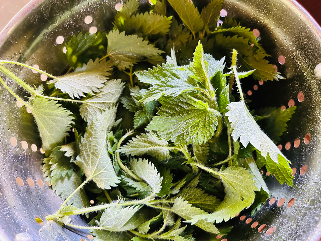 Washing Stinging Nettle Urtica dioica in a Colander