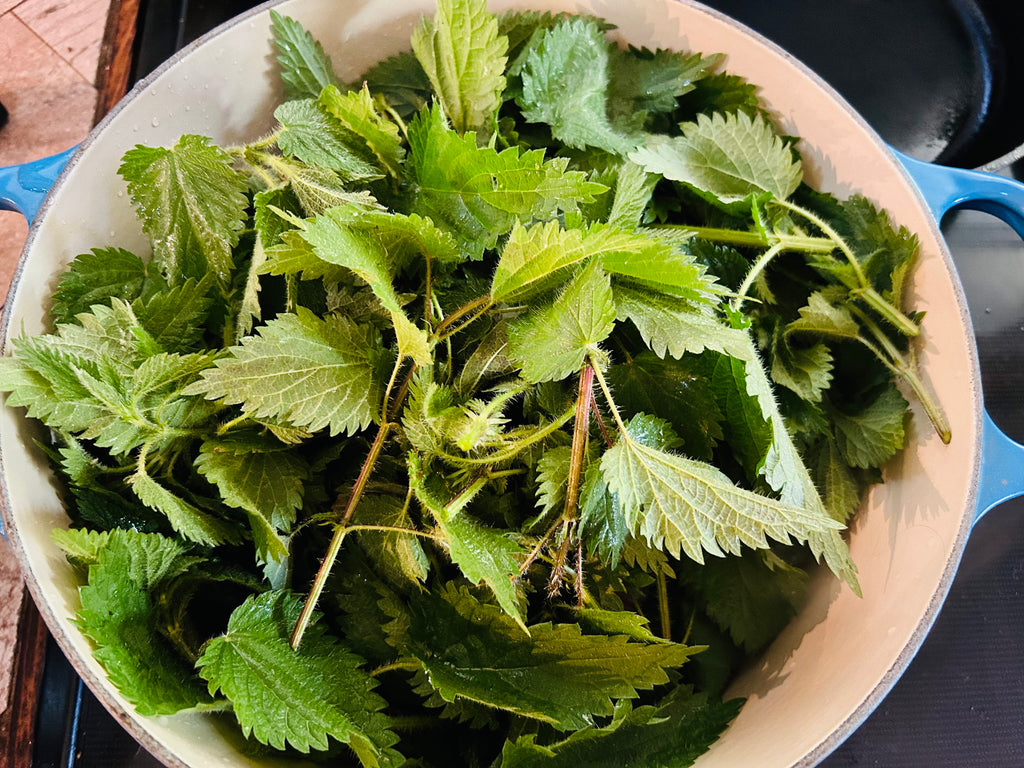 Stinging Nettle Urtica dioica in a Soup Pot