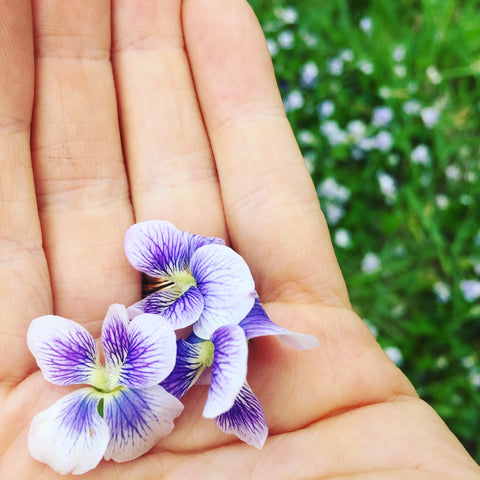 Violet Flowers in a Hand