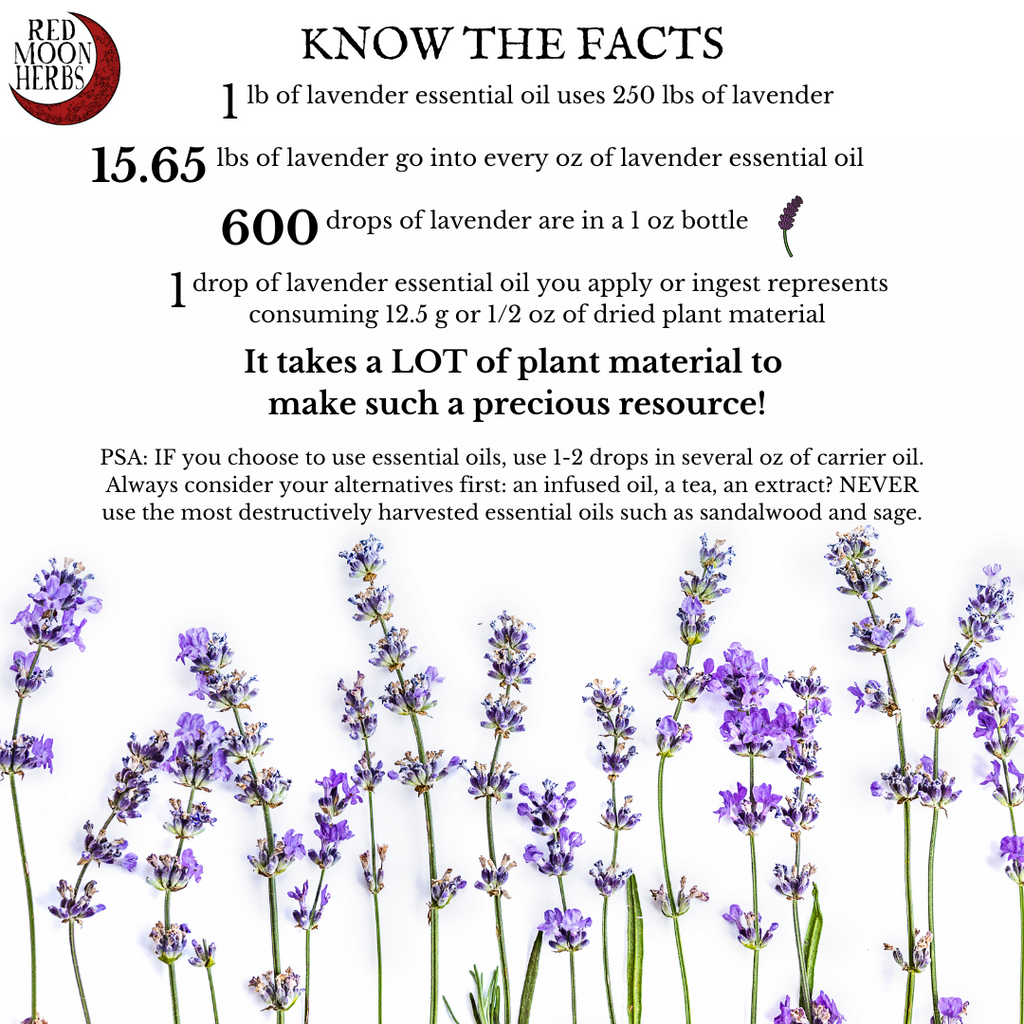 Lavender Essential Oil Know the Facts