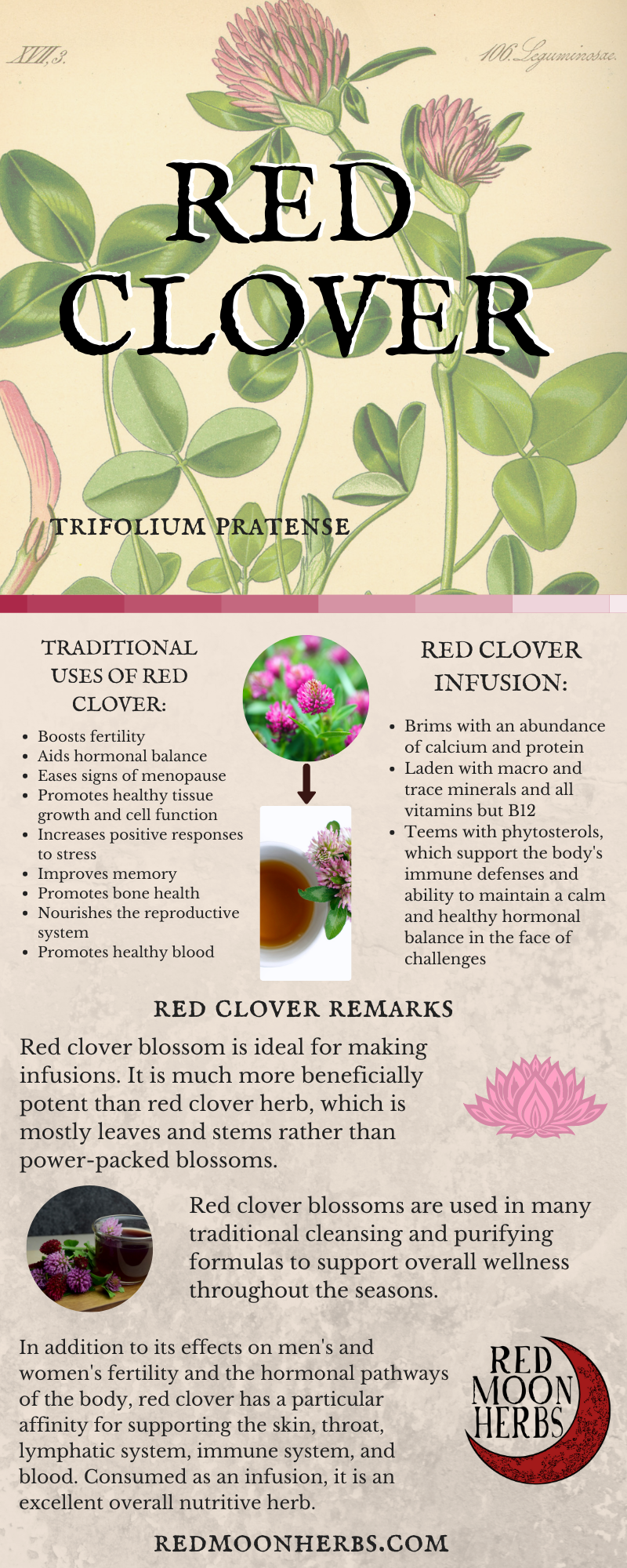 Red Clover Blossom Uses and Benefits