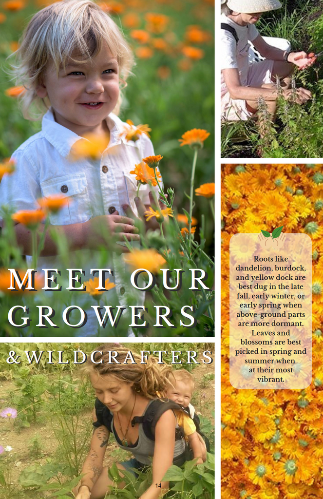 Meet Our Growers and Wildcrafters