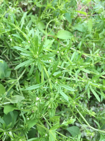 Cleavers Fresh Herb Plant Galium Aparine