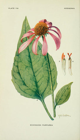 Echinacea Vintage Botanical Illustration