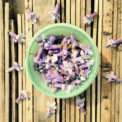 Princess Tree (Paulownia tomentosa) Flowers for Herbal Syrup