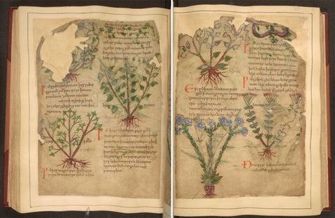 Medieval Book of Herbal Medicinal Remedies