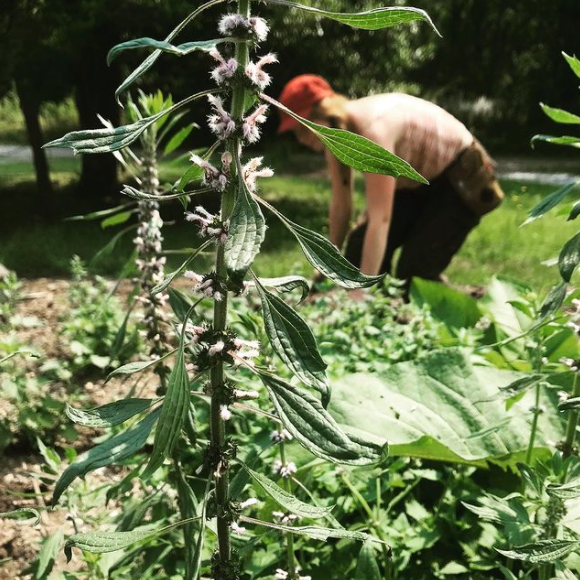 Motherwort (Leonurus cardiaca) Herb in Garden