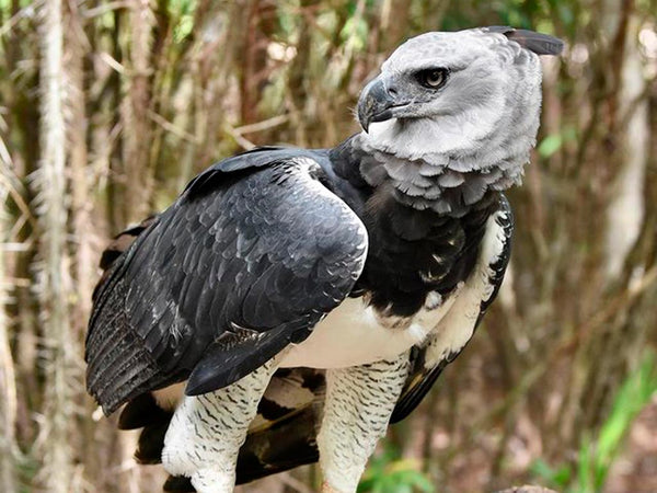 Colombia Bird Watching Holidays: Colombia's Harpy Eagle Adventure