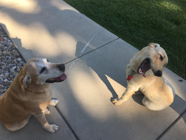 dogs having fun outside