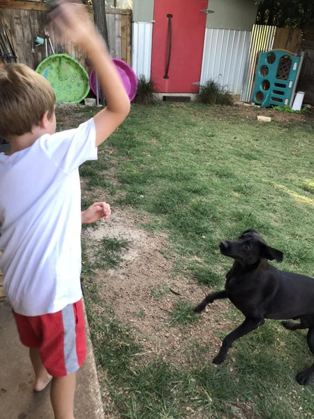 fetch with black lab