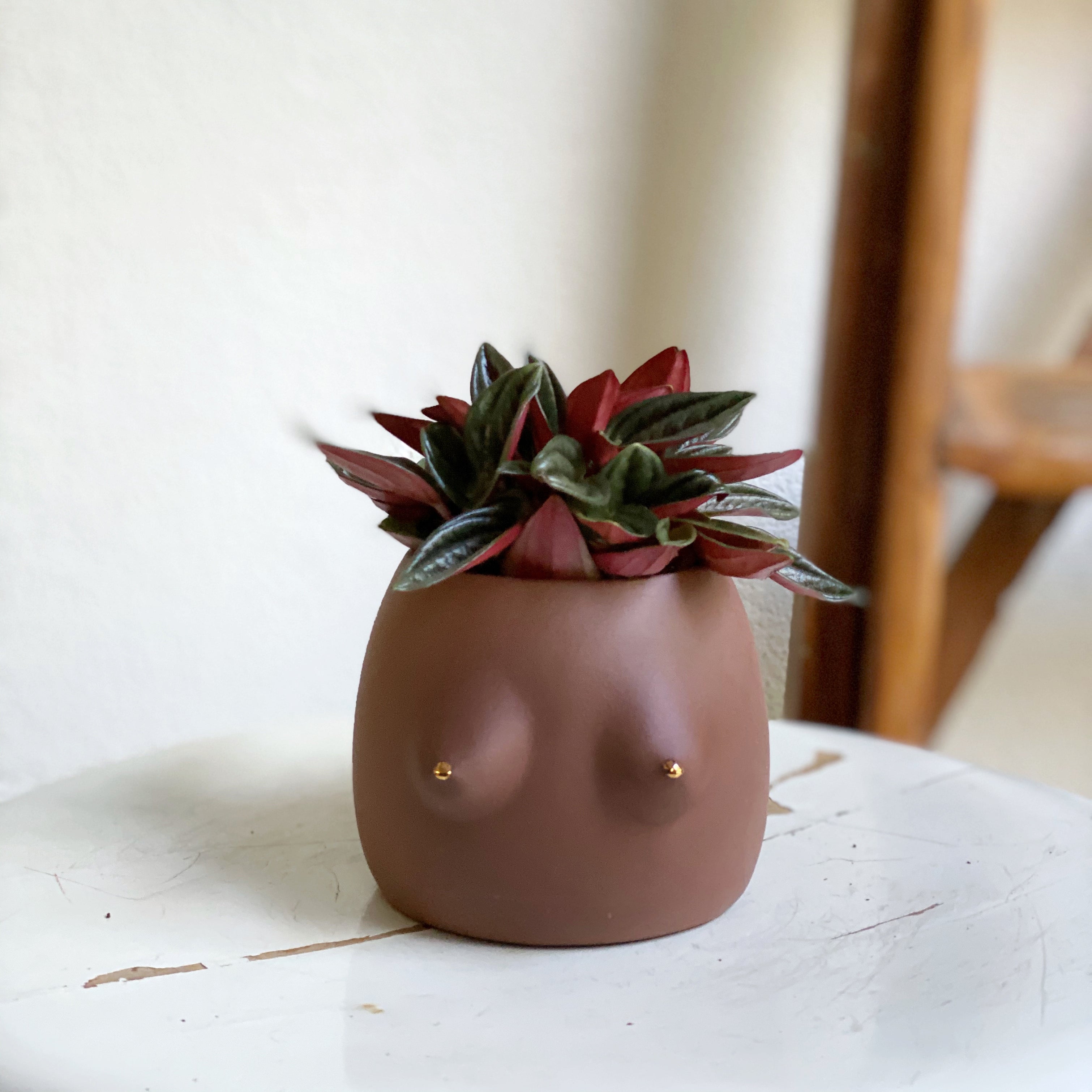 Peperomia rosso // Tita Saksı Mini // Çikolata Gold Müz