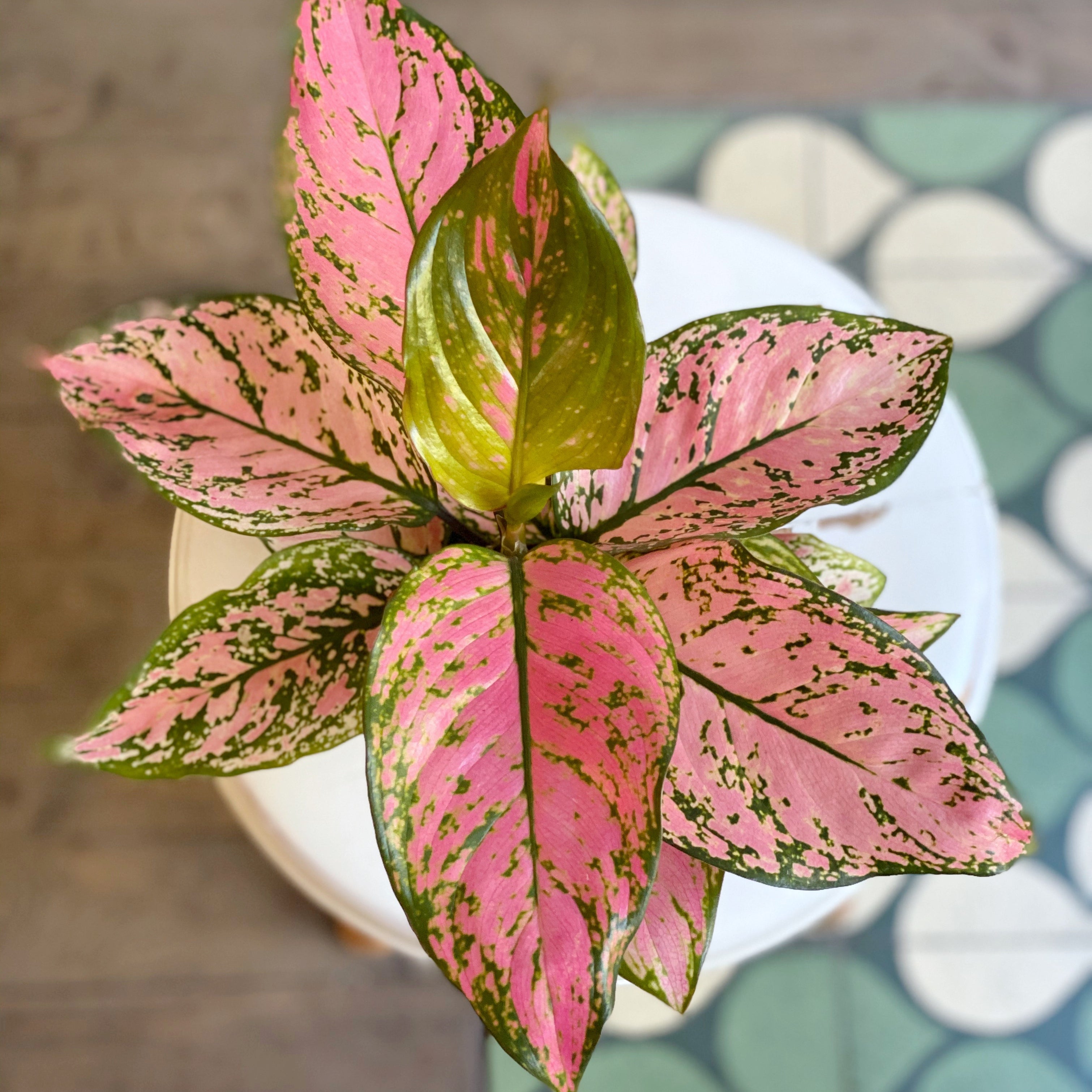  Aglaonema Lady  Valentine M z