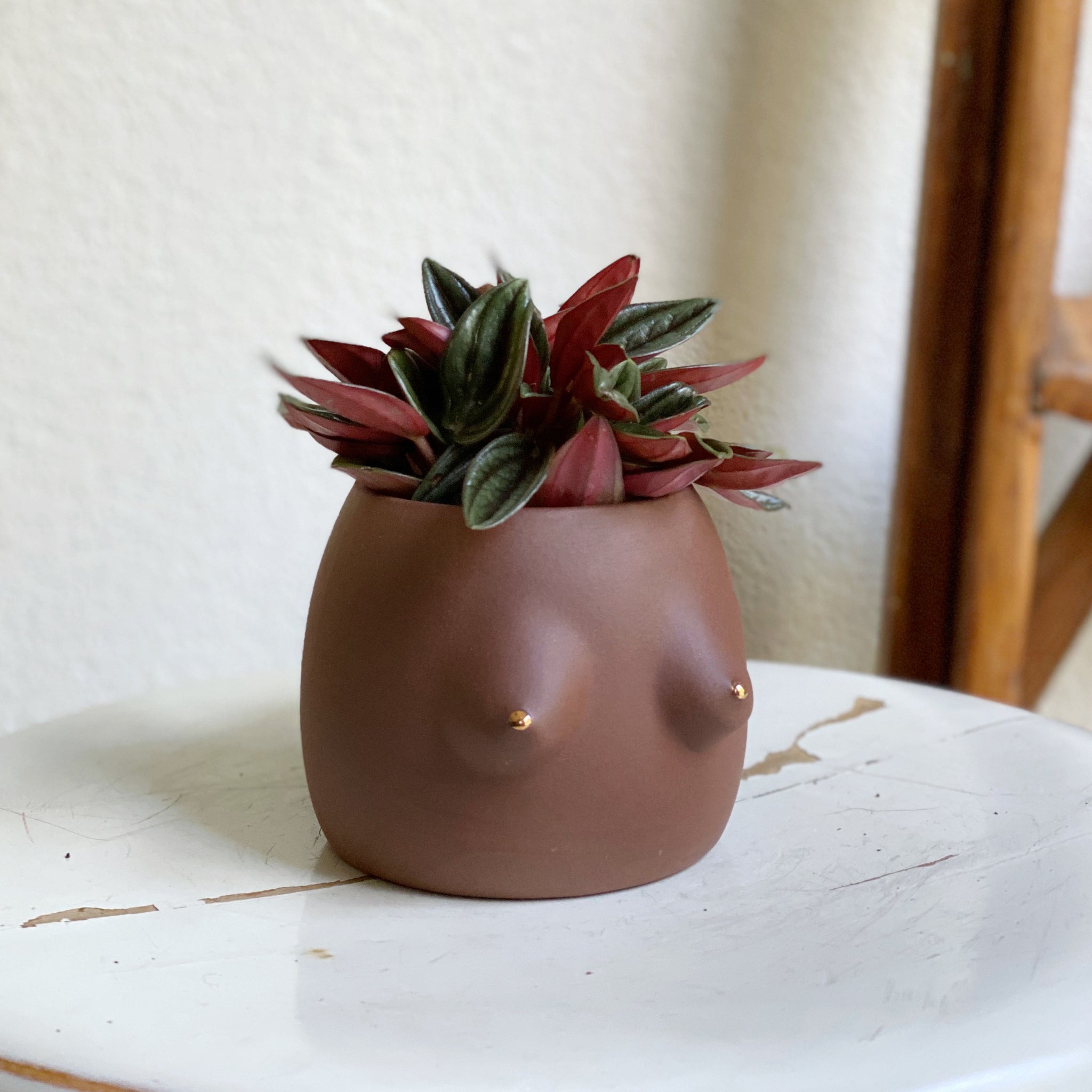 Peperomia rosso // Tita Saksı Mini // Çikolata Gold Müz