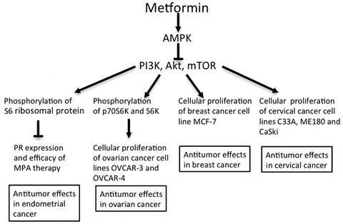 Metformin inhibits Cancer