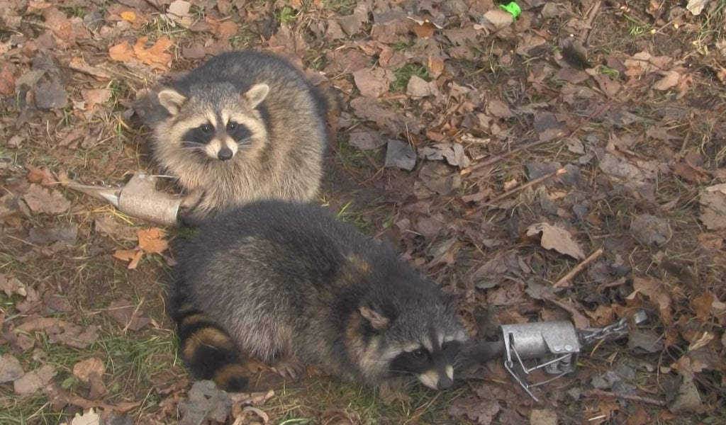 Duke Dog Proof Racoon Trap