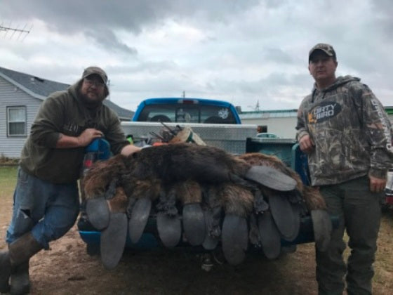 Beaver Trapping Using Bridger 5 & Lure