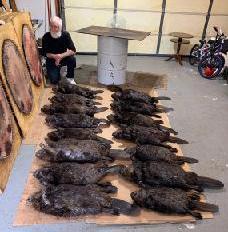 Nice bunch of spring beaver Lenon Lures Bill Northern Michigan