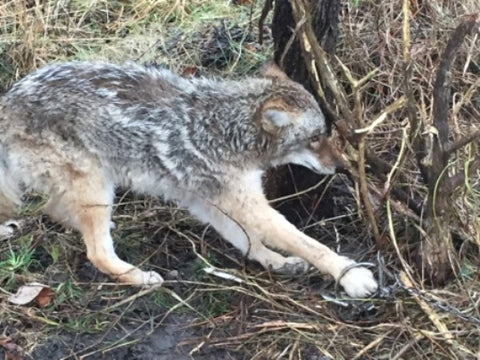 Coyote #1 - Coyote Gland Lure - Dobbins Lures - Minnesota Trapline